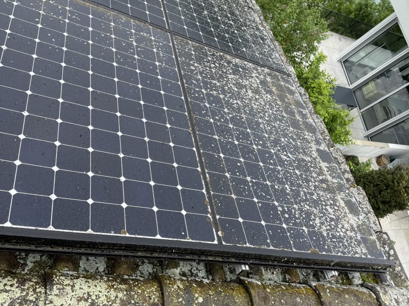 Flechten auf PV-Modulen in Bremgarten