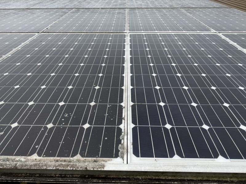 Solarmodul mit teilweise entfernten Flechten