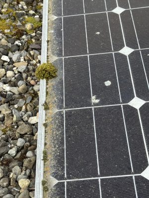 Moos auf Solarpanel in Beinwil am See