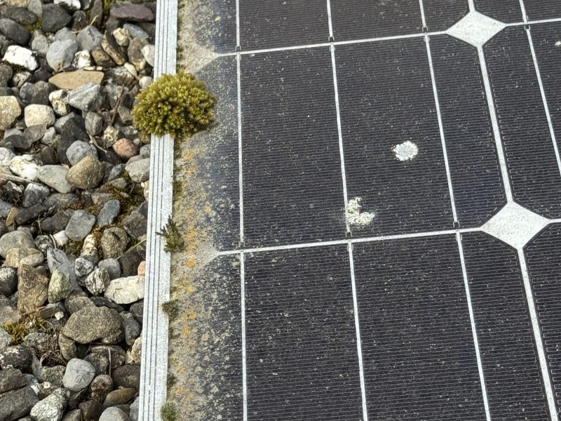 Moos auf Solarpanel in Beinwil am See